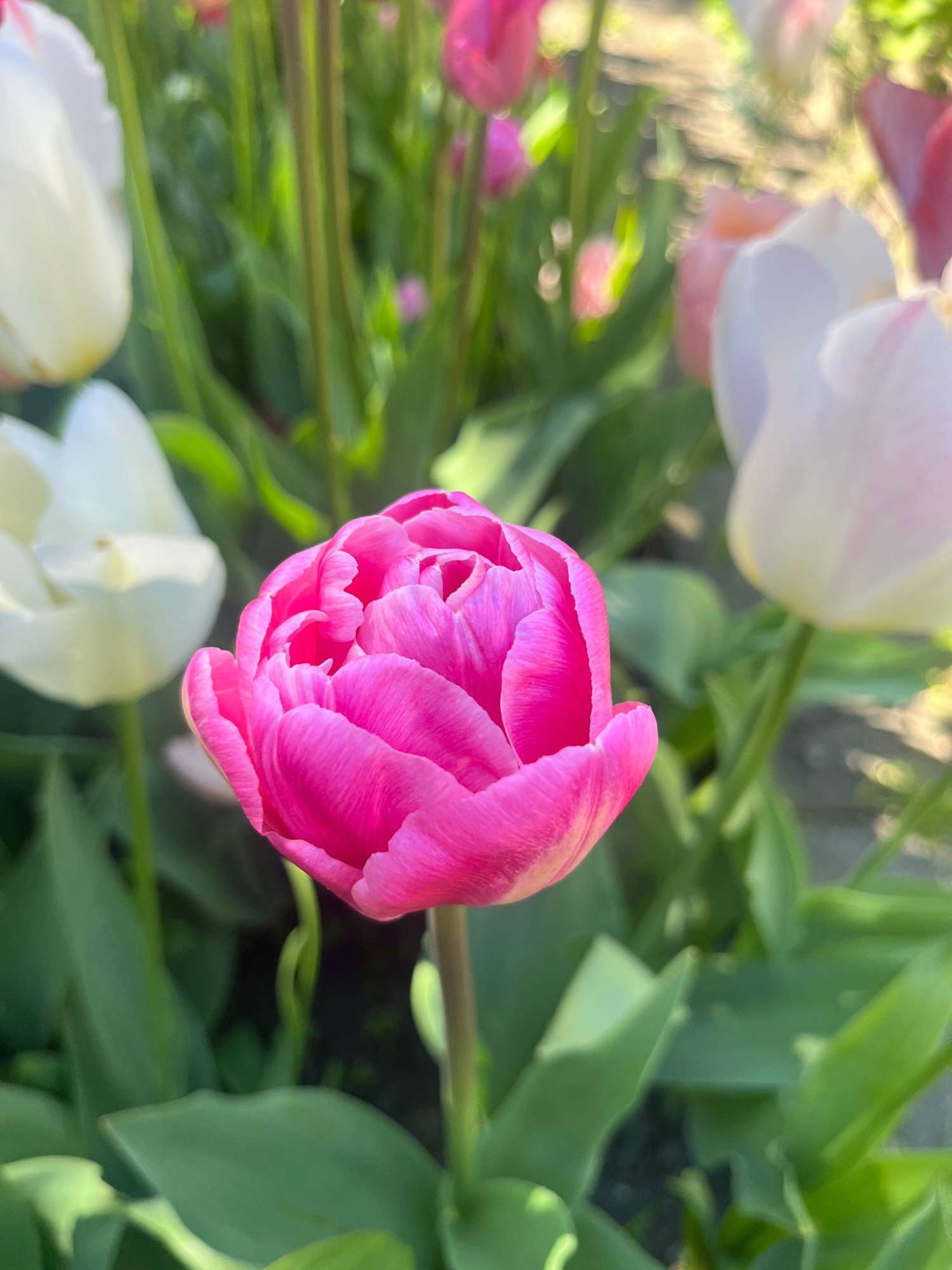 Erikoissekoitus 'Svaneke Delight'